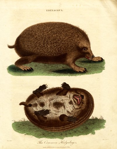 Hedgehog (Erinaceus) by John Pass