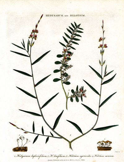 Hedysarum and Helotium by John Pass