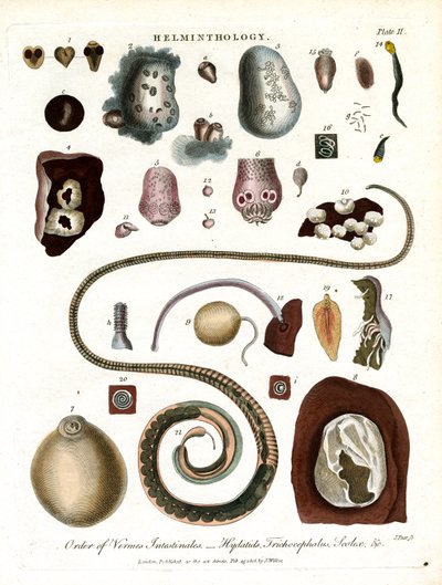 Helminthology; Plate II - Order of Intestinal Worms by John Pass