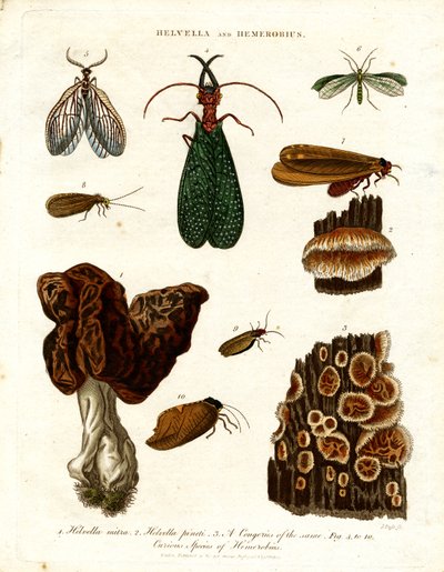 Helvella and Hemerobius by John Pass