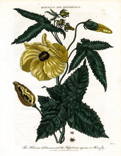 Hibiscus and Hippobosca by John Pass