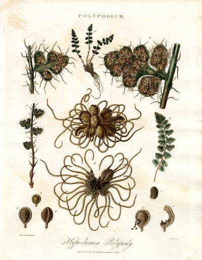 Hyperborean Polypody - Ferns of the Genus Polypodium by John Pass