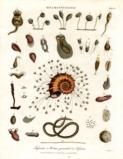 Infusoria or Worms Generated in Infusions by John Pass