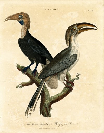 Javan Hornbill and Gingala Hornbill (Buceros) by John Pass