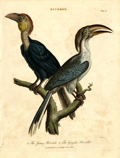 Javan Hornbill and Gingala Hornbill by John Pass