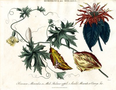 Momordica and Monarda by John Pass