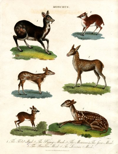 Various Species of Musk Deer by John Pass