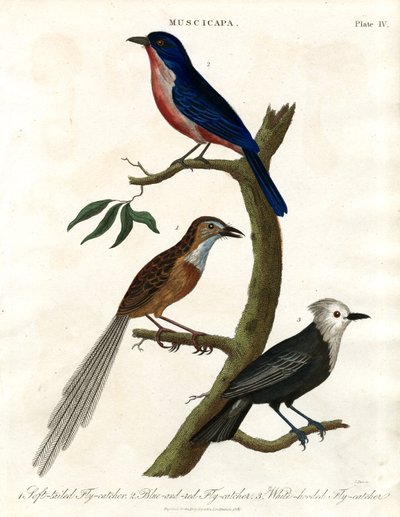 Muscicapa - Flycatcher Species by John Pass