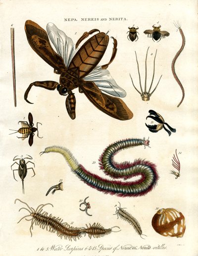 Nepa, Nereis, and Nerita - Water Scorpions and Marine Animals by John Pass