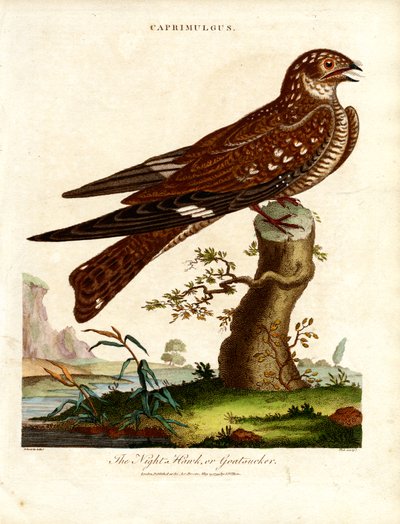 Nightjar (Caprimulgus) by John Pass