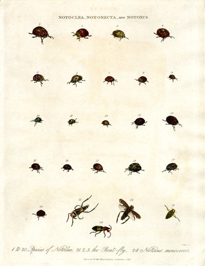 Notoclea, Notonecta, and Notoxus Beetles by John Pass
