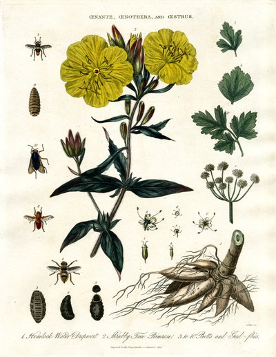 Oenanthe, Oenothera and Oestrus - Water Dropwort, Evening Primrose and Bot-flies by John Pass