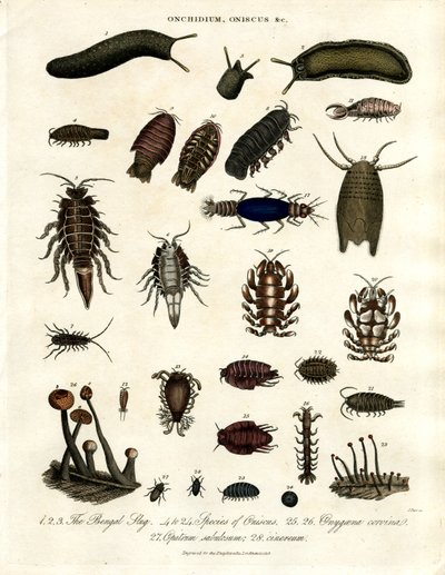 Onchidium, Oniscus and Other Arthropods by John Pass