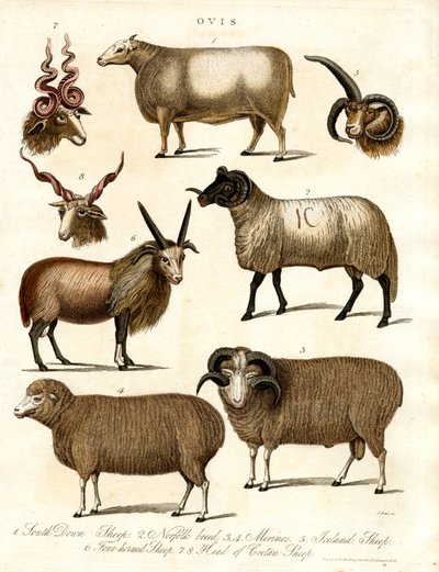 Ovis: Various Sheep Breeds by John Pass