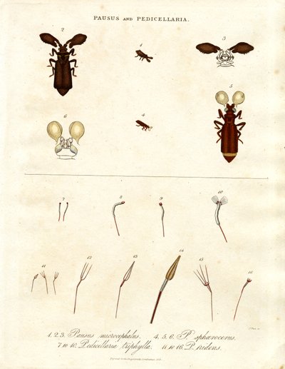 Pausus and Pedicellaria - Insect Species by John Pass