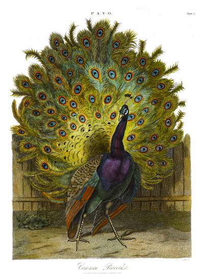 Common Peacock by John Pass