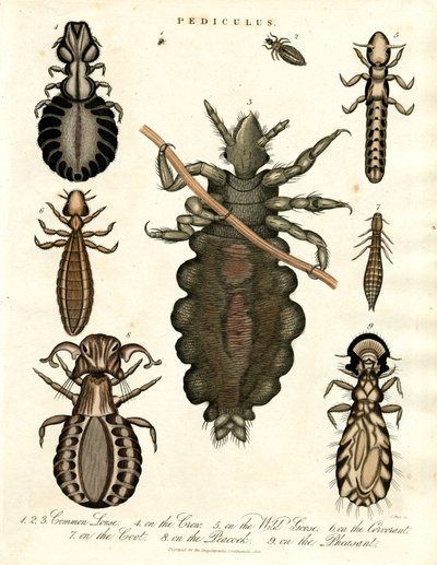 Pediculus - Various Species of Lice by John Pass