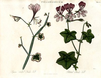 Pelargonium Species (Stork