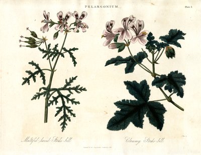 Pelargonium Species: Multifid-leaved Stork