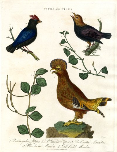 Pepper Plants and Manakins by John Pass