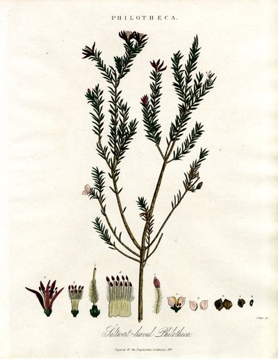Philotheca by John Pass