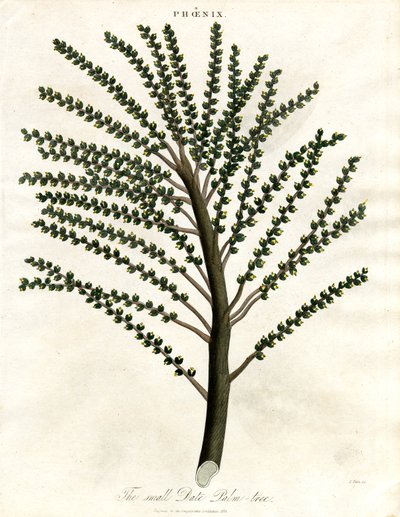Phoenix (Date Palm) by John Pass