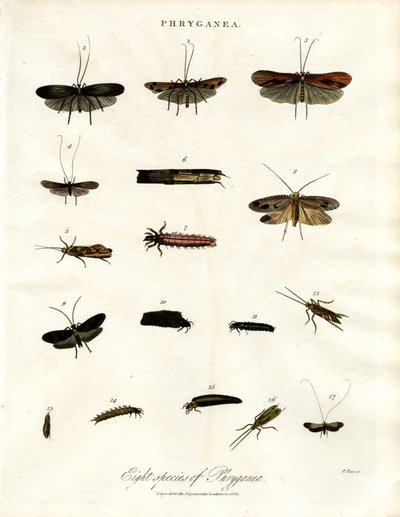 Phryganea - Caddisflies by John Pass