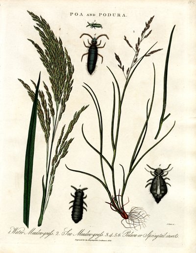 Poa and Podura by John Pass