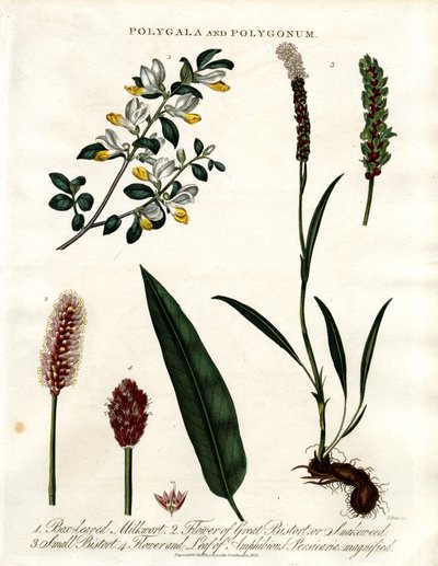 Polygala and Polygonum by John Pass