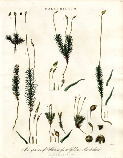 Polytrichum by John Pass