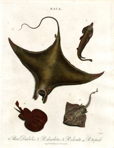 Raia species (Rays) by John Pass
