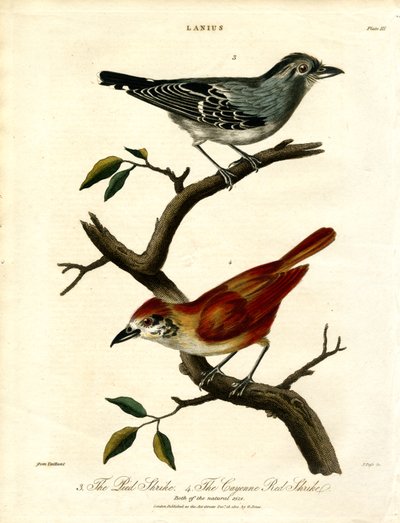 Red Shrike and Cayenne Red Shrike by John Pass