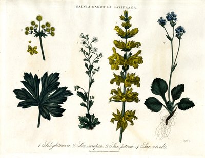 Sage, Sanicle and Saxifrage Species by John Pass