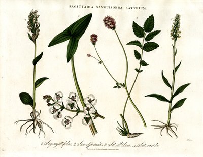 Sagittaria, Sanguisorba and Satyrium: Botanical Representation of Various Plant Species by John Pass
