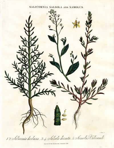 Salicornia, Salsola and Samolus: Halophytic Coastal Plants by John Pass