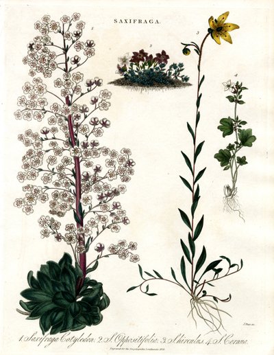 Saxifraga Species by John Pass
