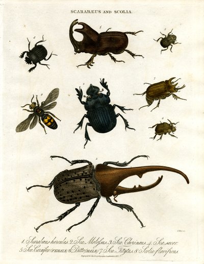 Scarabaeus and Scolia (Beetles and Digger Wasps) by John Pass