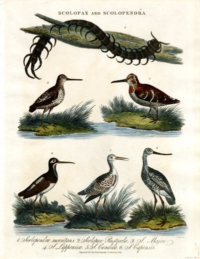 Scolopax and Scolopendra by John Pass