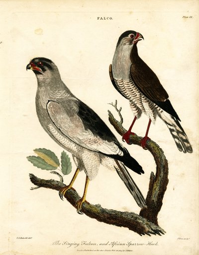 Singing Falcon and African Sparrow-Hawk by John Pass