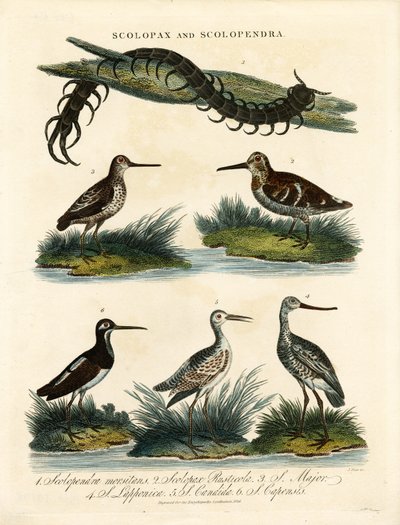 Snipes and Centipede by John Pass