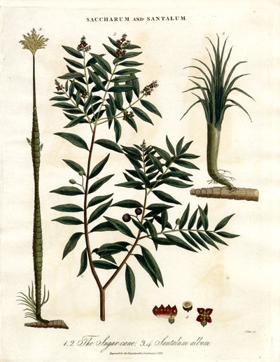 Sugar Cane and Sandalwood by John Pass