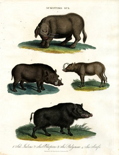 Sukotyro and Sus (Sukotyro and Pigs) by John Pass