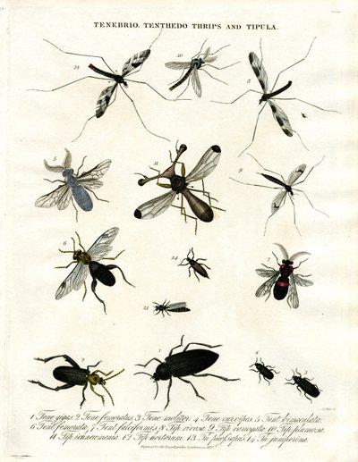 Tenebrio, Tenthedo, Thrips and Tipula - Insect Diversity by John Pass