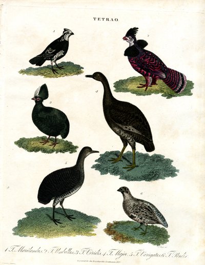 Grouse Species by John Pass