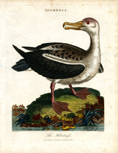 The Albatross by John Pass