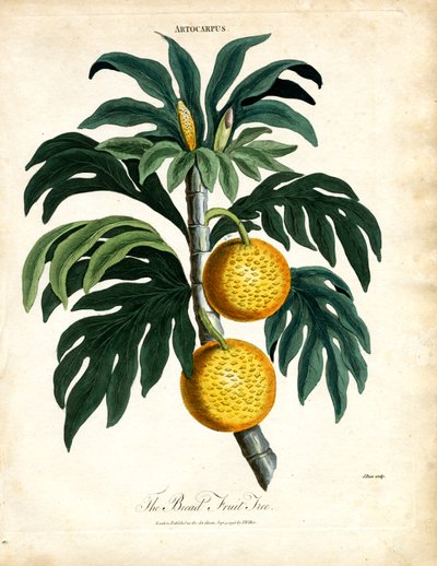 The Bread Fruit Tree by John Pass