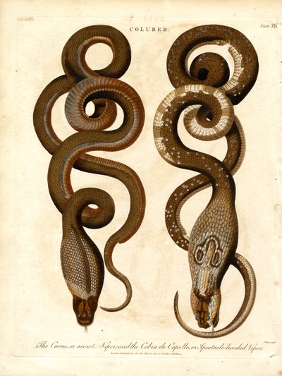 The Cæcus or Secret Viper and the Cobra de Capello or Spectacle-hooded Viper by John Pass