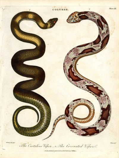 The Crotaline Viper and The Coronated Viper by John Pass