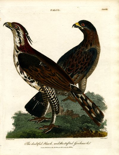 The Doubtful Hawk and the Tailed Goshawk by John Pass