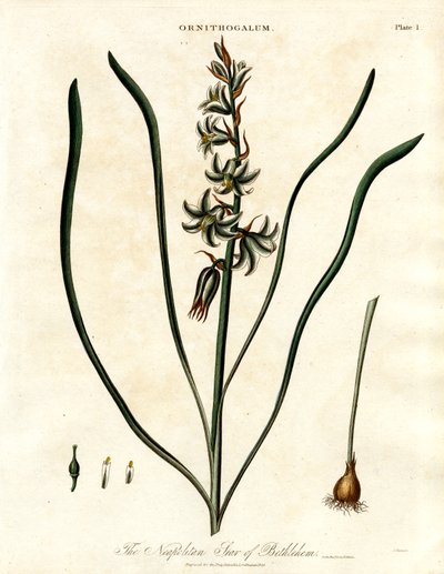 The Neapolitan Star of Bethlehem by John Pass